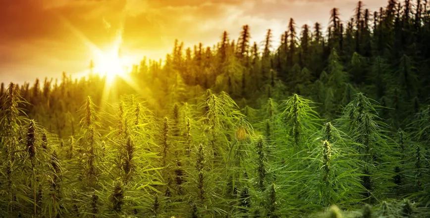 El Parlamento Europeo apoya regular la industria del cáñamo industrial y aumentar el nivel de THC