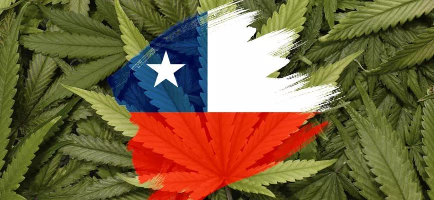 El 82% de los chilenos estaría de acuerdo con una nueva regulación del cannabis