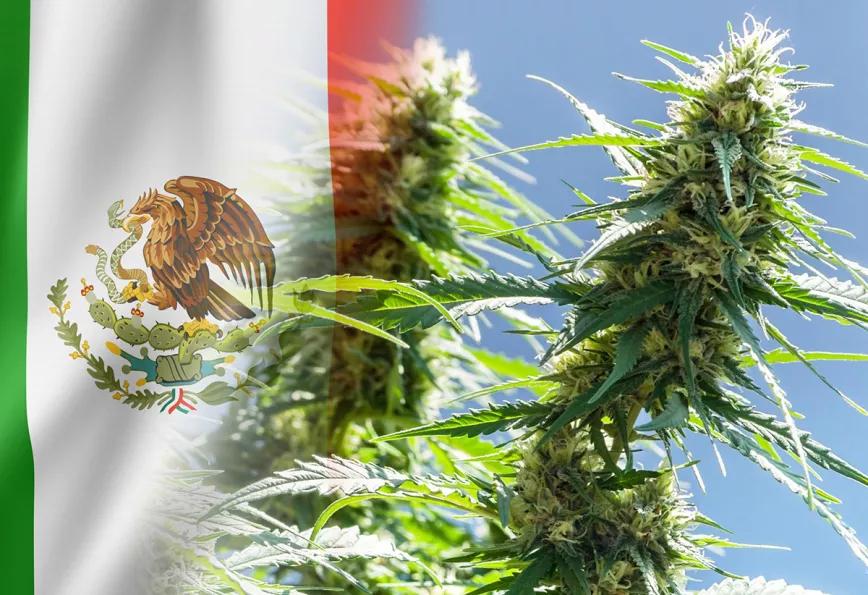 México prorroga la regulación del cannabis medicinal a enero