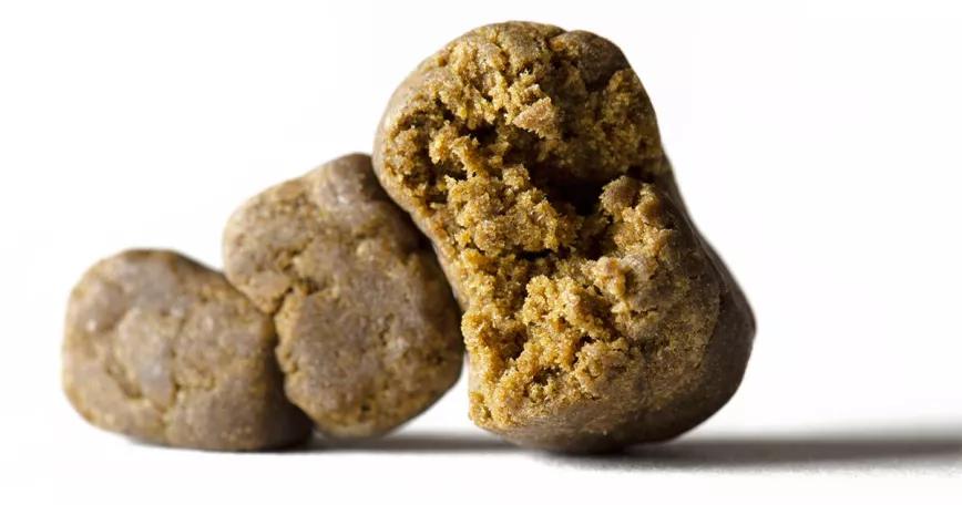 El hachís es un 24% más potente que hace 50 años, según un estudio