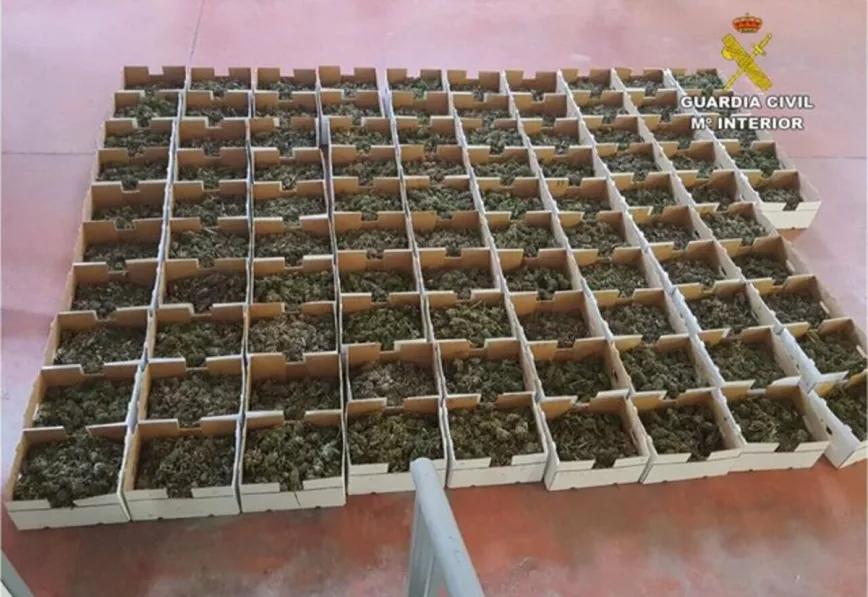 Intervenidos 500 kilos de marihuana a una empresa que fingía comerciar con cáñamo industrial