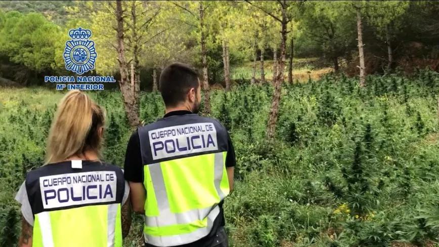La Policía Nacional incauta medio millón de plantas de marihuana en poco más de un año