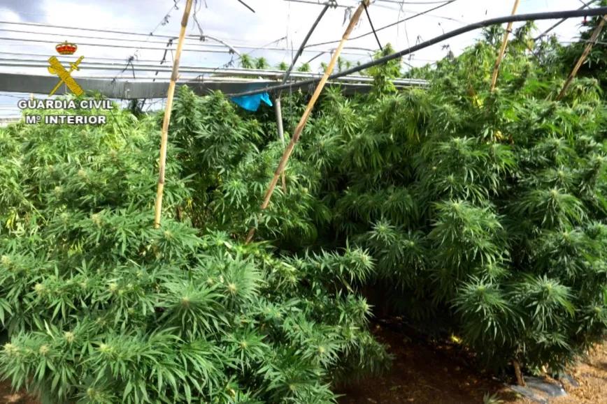 Cae una red que mantenía 372.000 plantas distribuidas en 52 cultivos de varias provincias