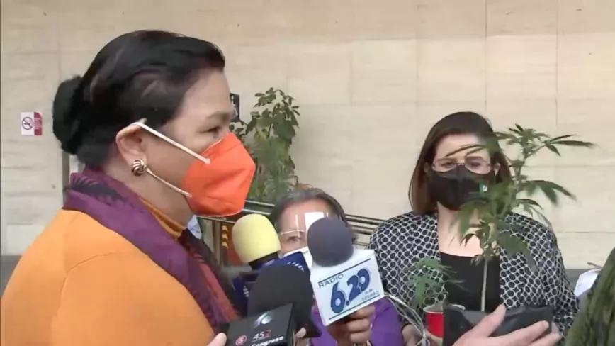 Desaparece la planta de marihuana que regalaron a la presidenta de la Cámara de Diputados mexicana