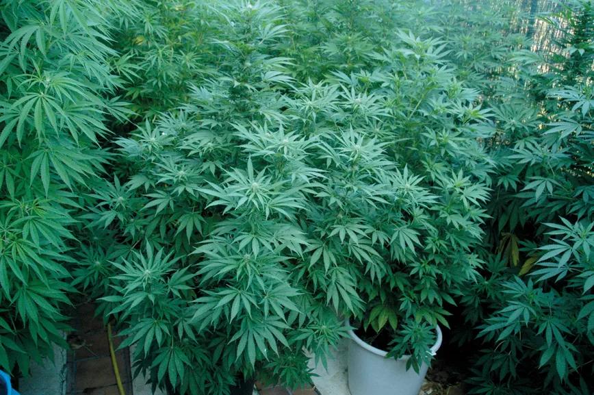 Las hojas de las plantas se mantienen frescas gracias a la transpiración. 