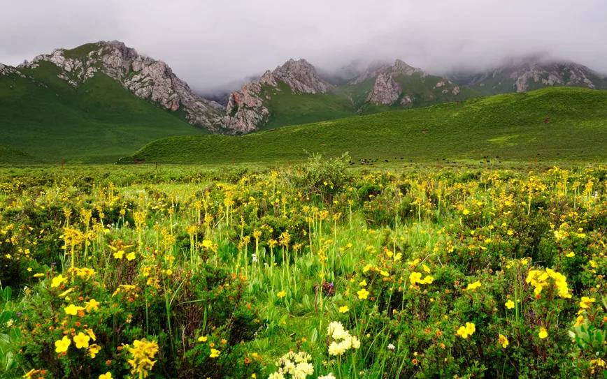 El cannabis se originó en el Tíbet según las últimas investigaciones