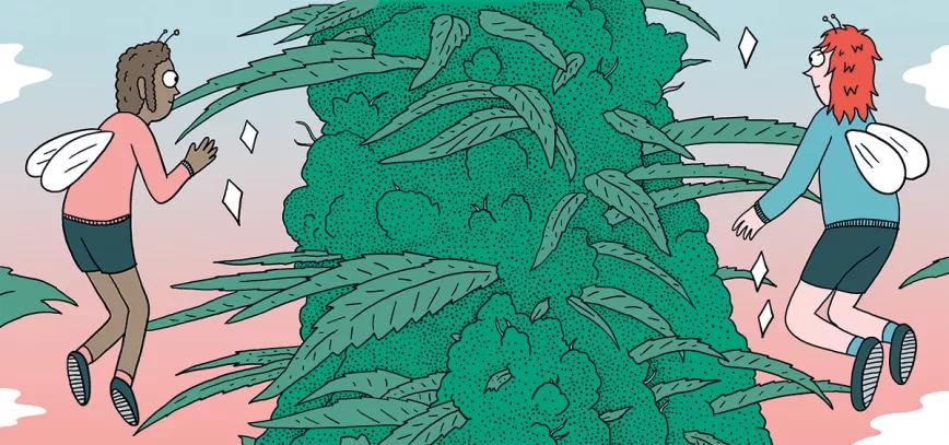 Diez claves para tener éxito en el cultivo de exterior 