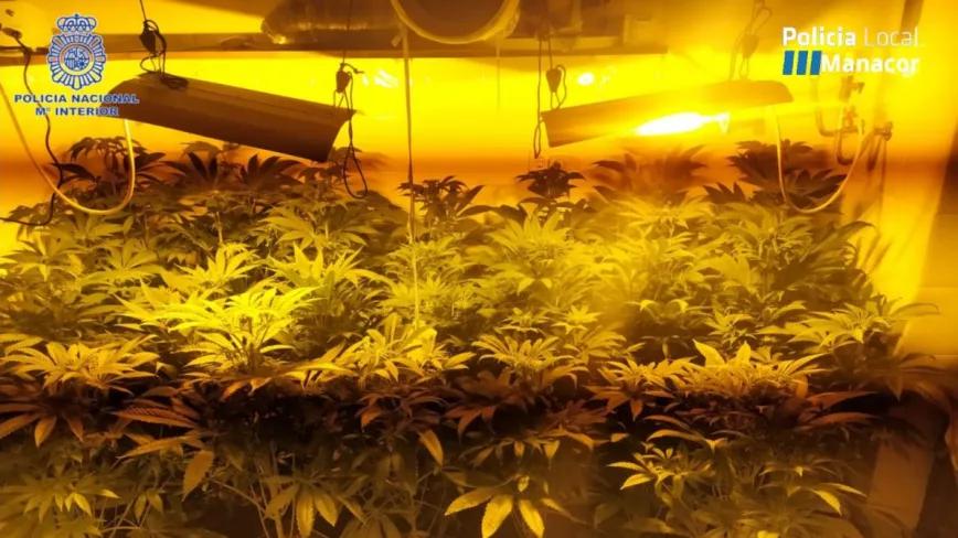 La policía encuentra 30 plantas de cannabis interviniendo una fiesta ilegal en Mallorca