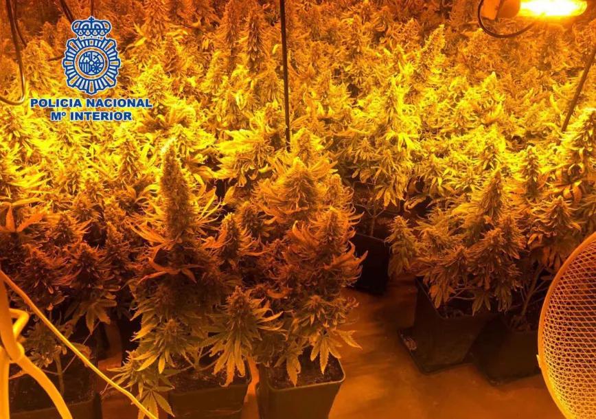 Un hombre es secuestrado y obligado a cultivar cannabis en Almería