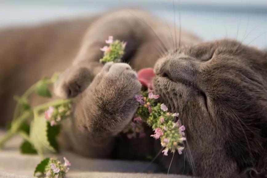 La hierba gatera activa los receptores opioides de los gatos y les protege de los mosquitos 