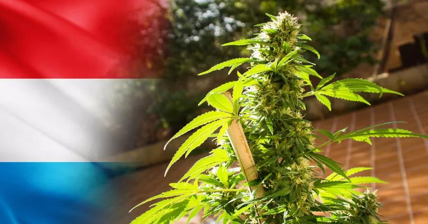 El proyecto de regulación recreativa en Luxemburgo se retrasa