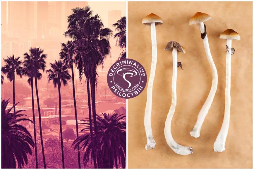 Legisladores de California proponen despenalizar el uso de LSD, DMT y otras drogas