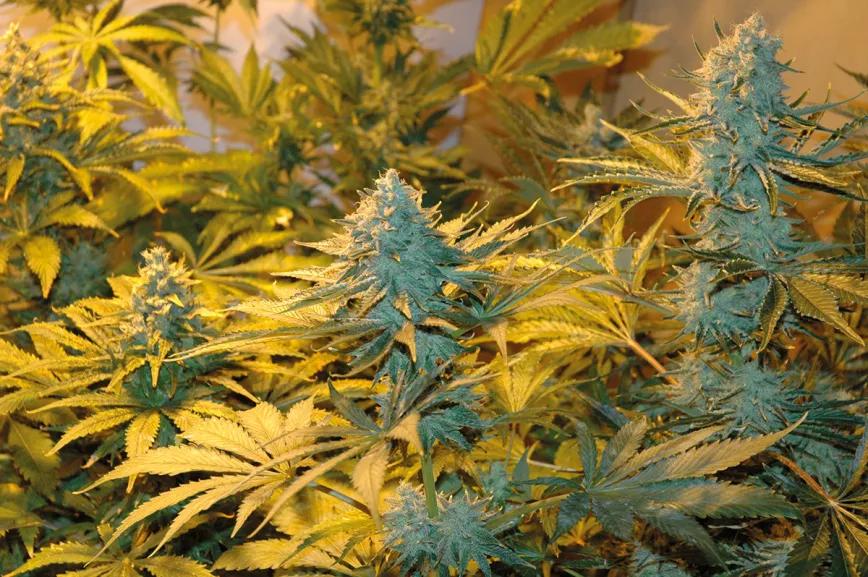 Grandes cogollos, enormes producciones, mucha seguridad y poco trabajo: un sistema perfecto.