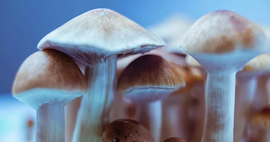 Diputados mexicanos presentan un proyecto de despenalización de los hongos alucinógenos