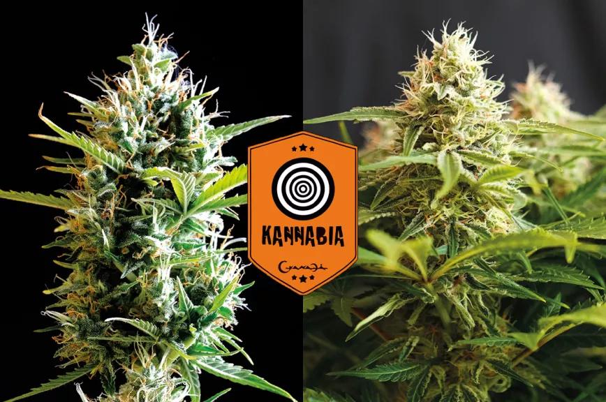 Kickass Auto y Colombian Jack