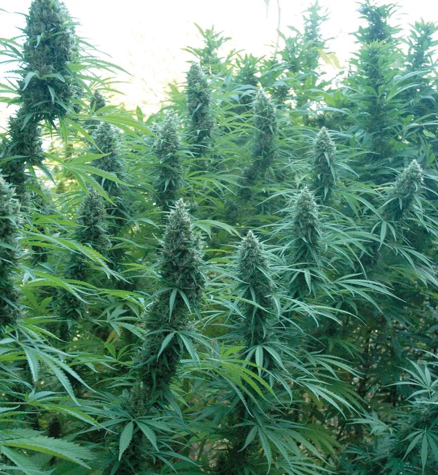 La nutrición vegetal: las tres técnicas para alimentar las plantas 