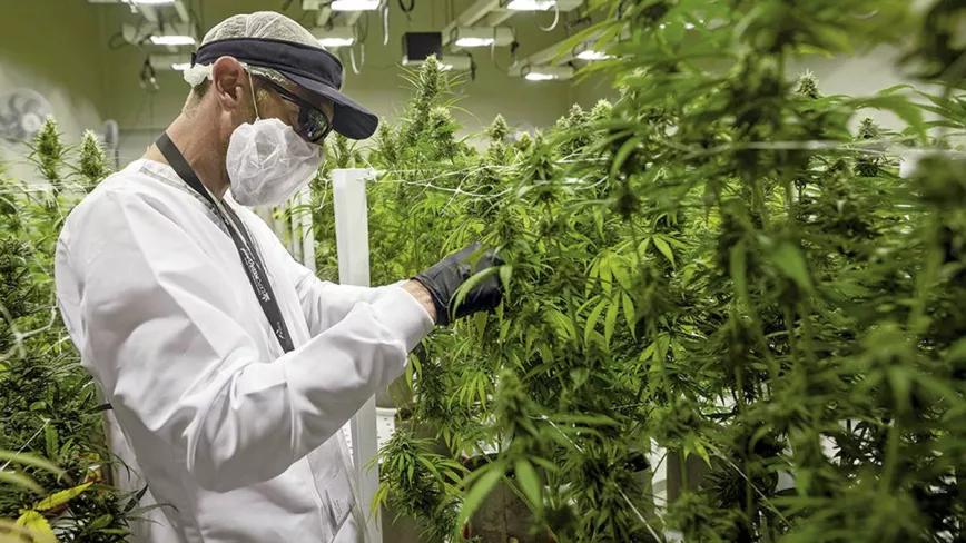 Colombia realiza la primera exportación de aceite de cannabis con THC a México