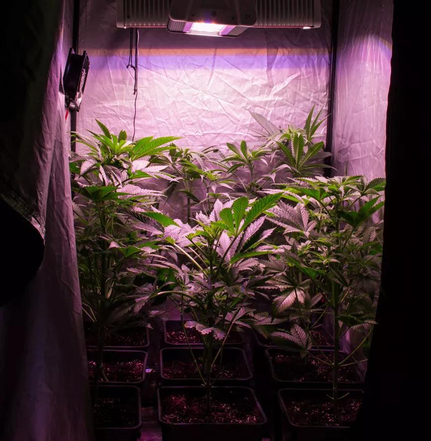 LOS CINCO ERRORES MÁS COMUNES EN LA FASE DE CRECIMIENTO