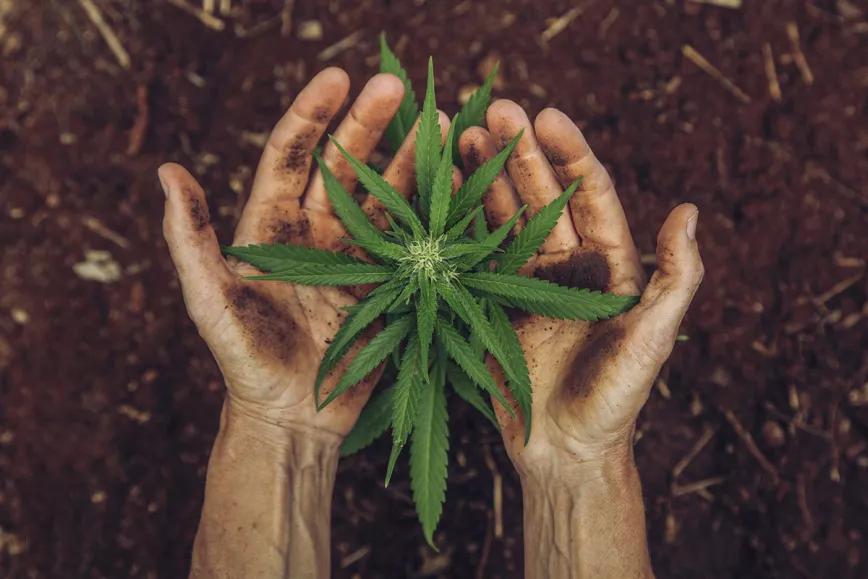 La regulación del cannabis en México se queda en el limbo 