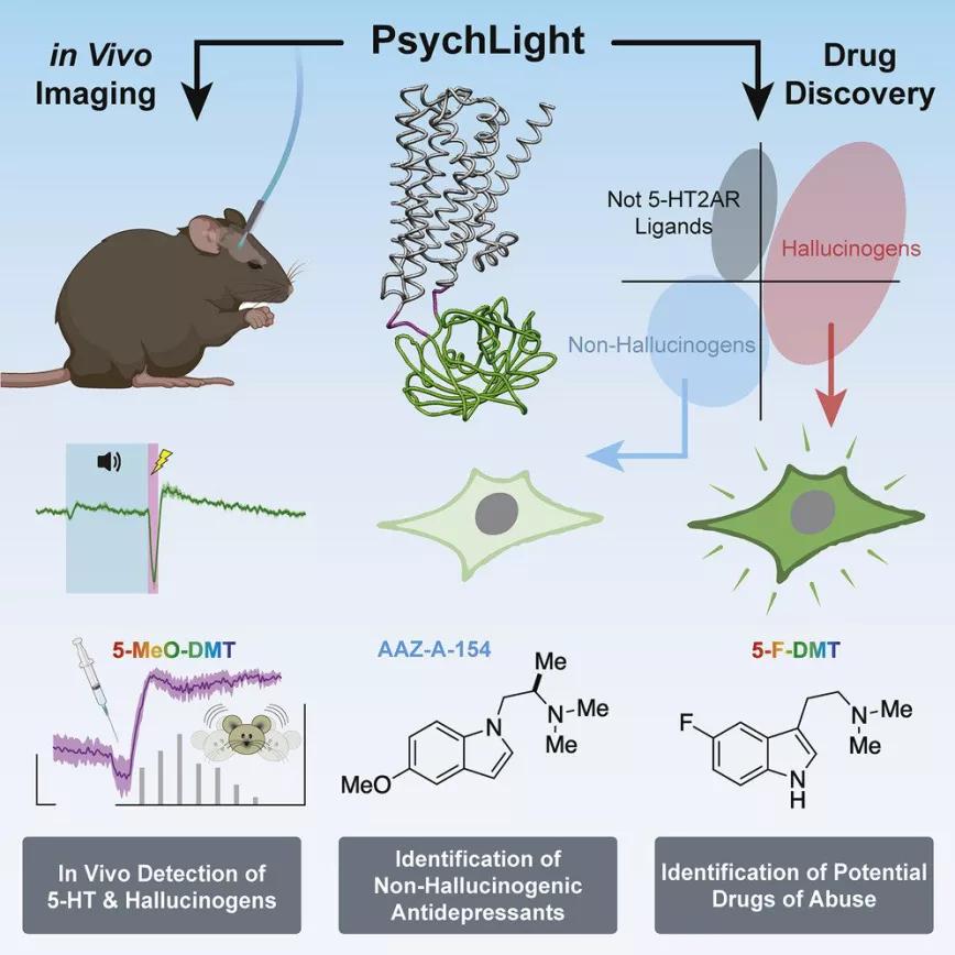 Científicos desarrollan un sensor para saber si una molécula es alucinógena