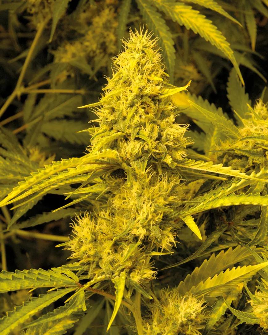 El resultado final es espectacular: plantas grandes, cogollos grandes. 