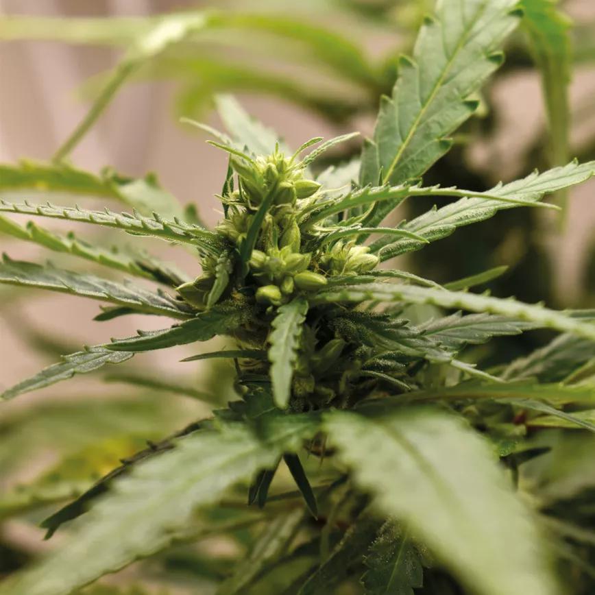 Cómo hacer semillas feminizadas en casa: guía práctica (segunda parte) 