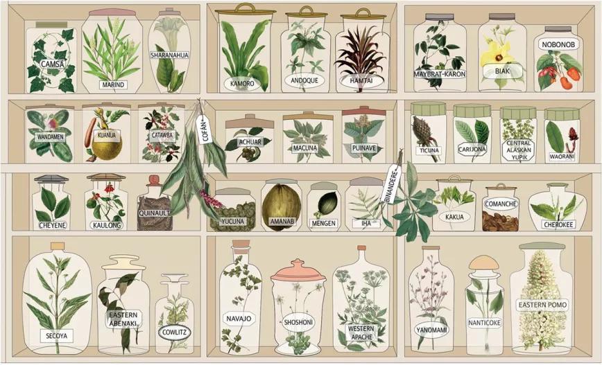 Los pueblos indígenas guardan un conocimiento medicinal sobre plantas inédito que va a perderse