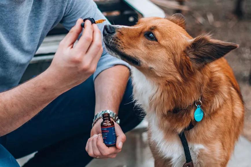 La FDA advierte que el uso de CBD no está regulado como tratamiento para mascotas 