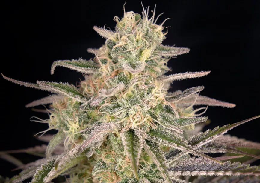 Cloud Walker Green House Seed Company