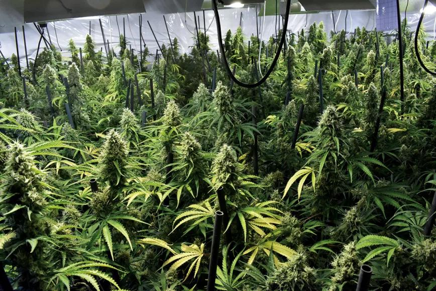 En cuartos de cultivo grandes, el VPD es la mejor forma de controlar que las condiciones medioambientales sean óptimas. 