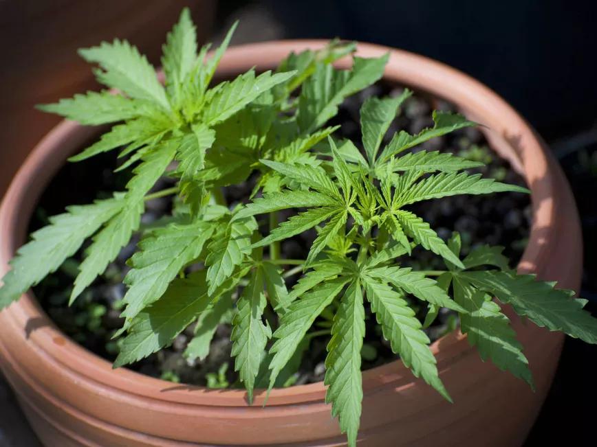 17.000 personas se han registrado en Argentina para poder cultivar o usar cannabis medicinal