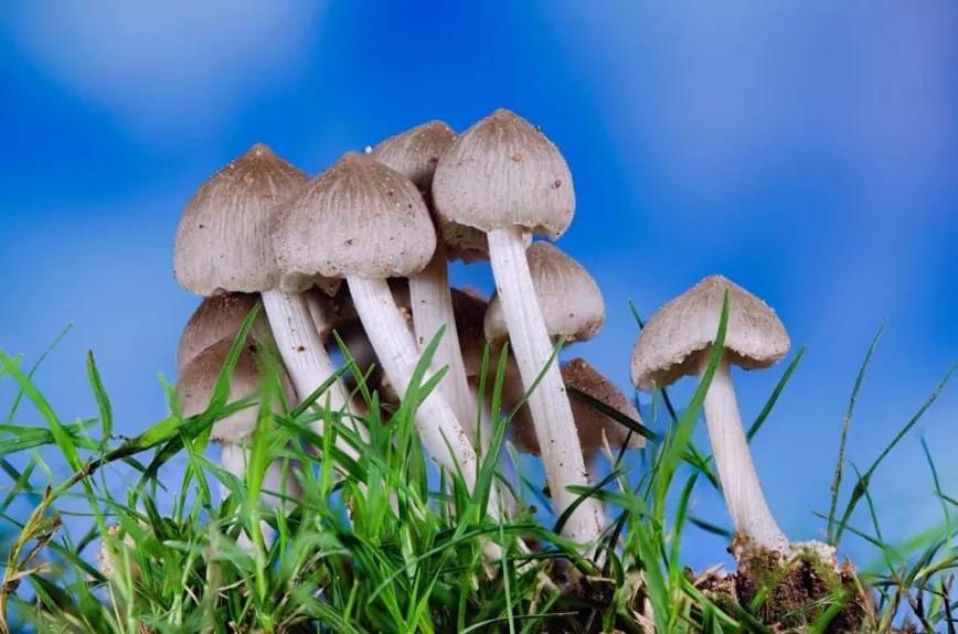 El Gobierno de Jamaica atrae a la industria de la psilocibina