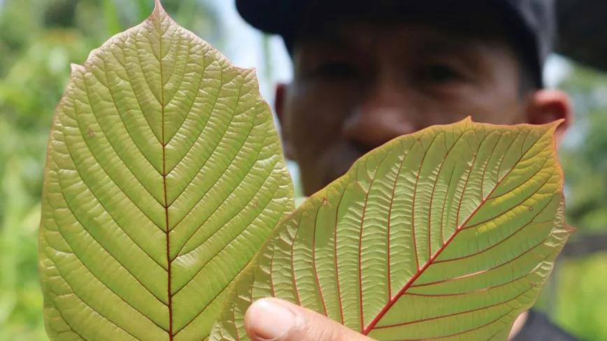 Tailandia anulará los procesos penales de 12.000 personas por uso o tráfico de kratom 