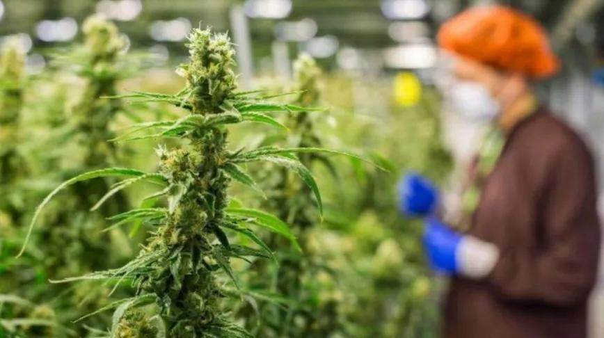 La compañía británica Grow Group compra la empresa cannábica española Sanoid Isolates