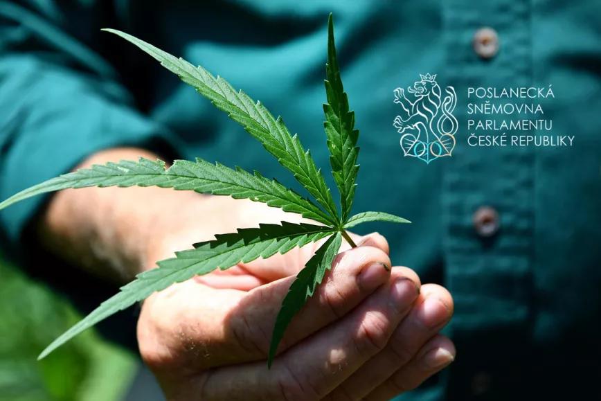 El Parlamento de República Checa vota para triplicar el THC permitido en el cáñamo industrial