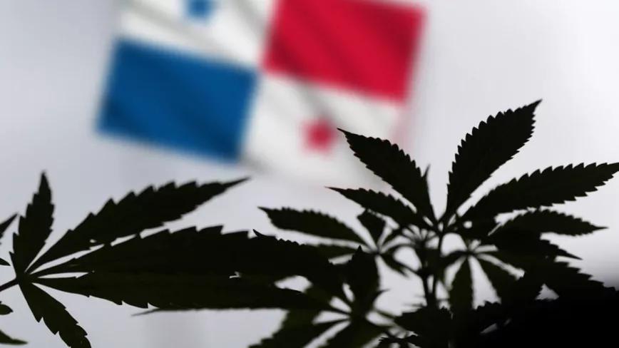 La regulación del cannabis medicinal en Panamá entra hoy en vigor tras recibir la firma del presidente 