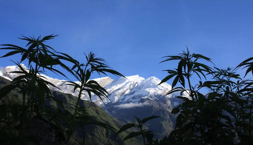El debate sobre la regulación del cannabis llega al Parlamento de Nepal con el apoyo del ministro de Salud