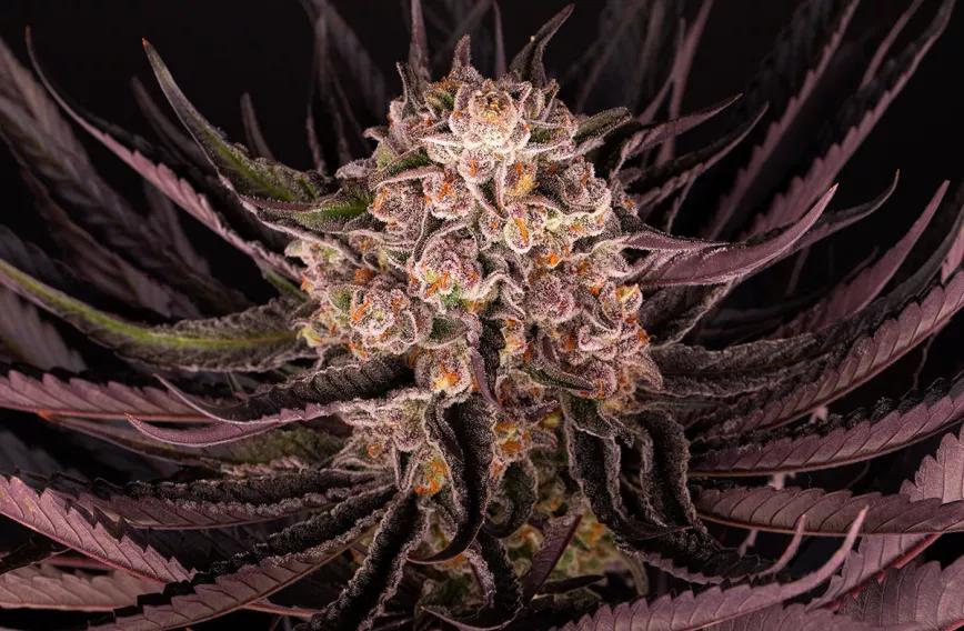 MIMOSA EVO: UN TRIUNFO EN LA EVOLUCIÓN