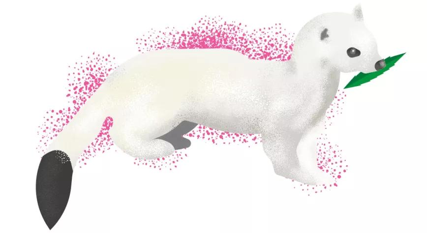 Medical Marijuana Canadá 