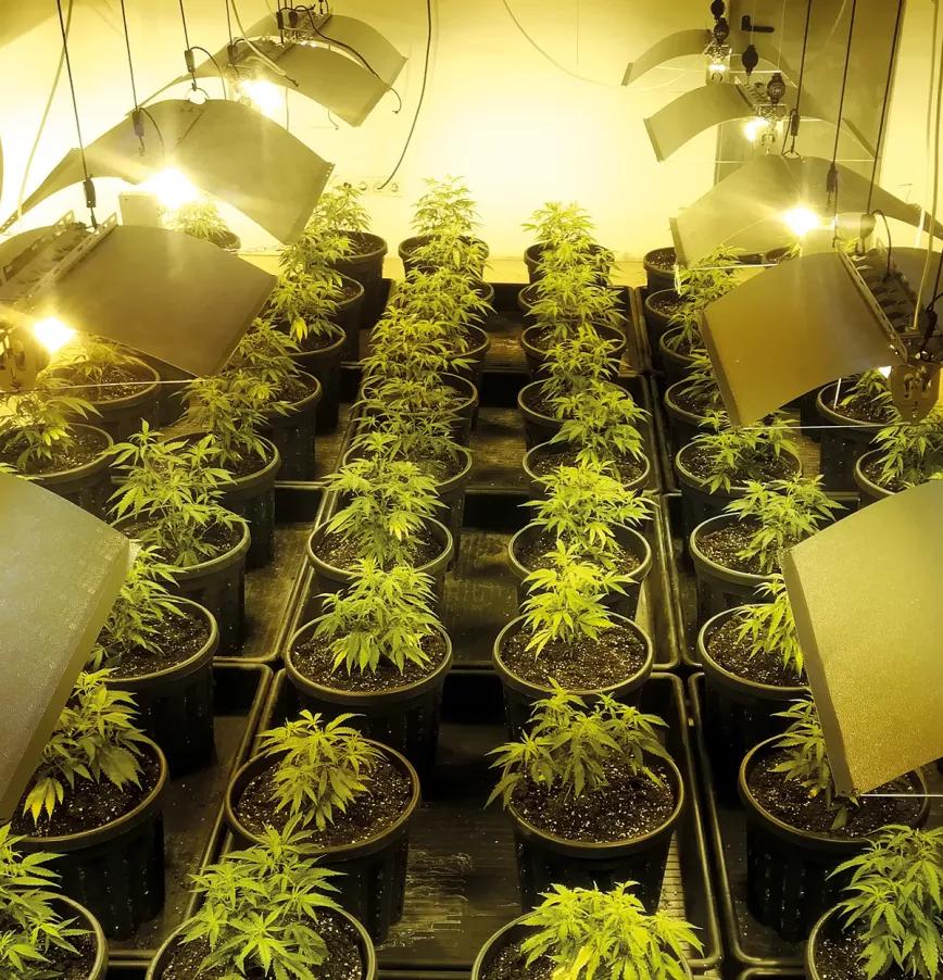 ‘Scrubbing’: una idea contra el olor en el cuarto de cultivo 