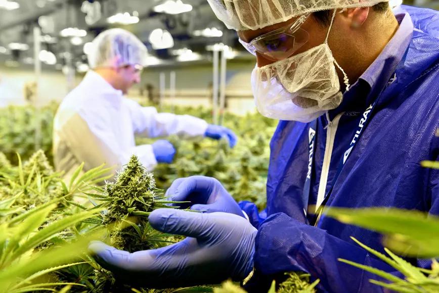 La compañía canadiense Tilray suministrará cannabis medicinal a Luxemburgo