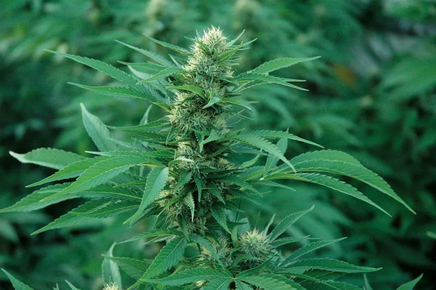 ¿Hay relación entre las plagas y la nutrición? 