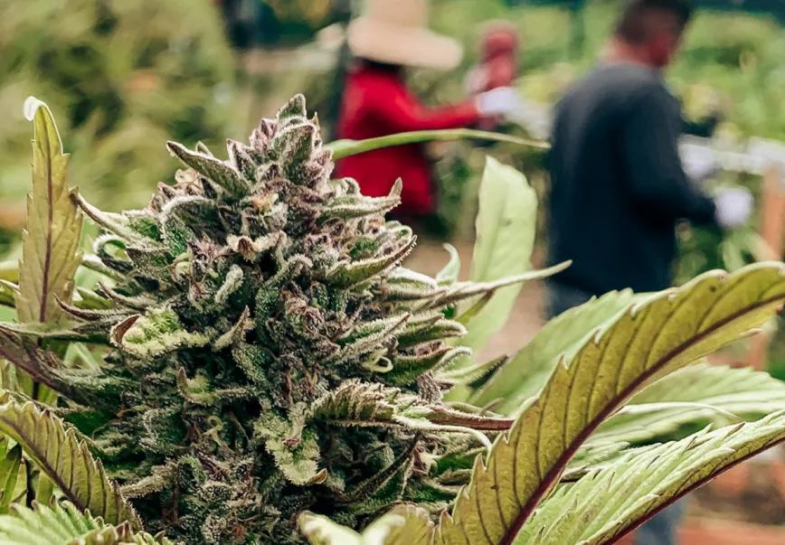 El cannabis ya es el quinto cultivo más valioso en EE UU 