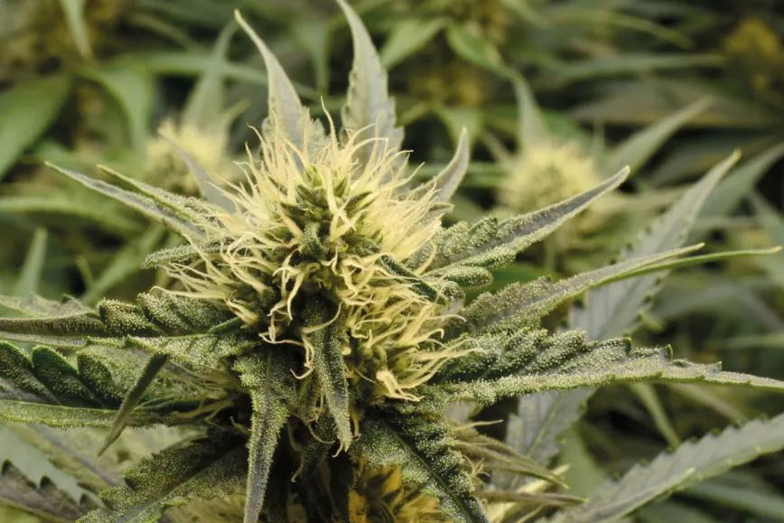 Hablando con las plantas: ¿el secreto de los grandes cultivadores?