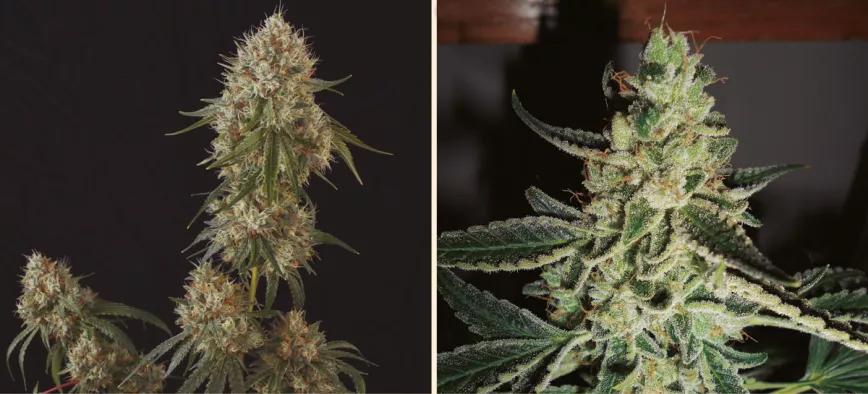 ‘CÁÑAMO’ Y SPANISH SEEDS