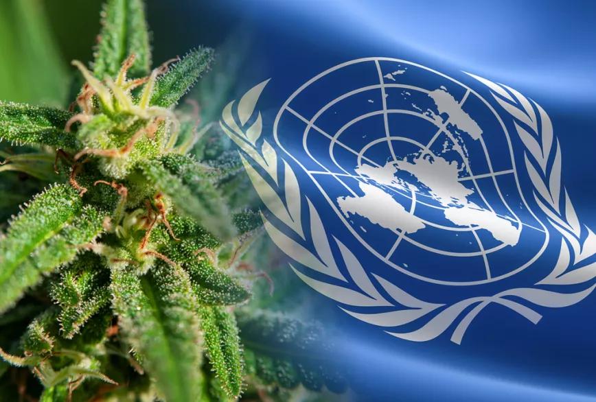 180 ongs piden a la ONU que incluya a la sociedad civil para elaborar las directrices sobre el cannabis medicinal