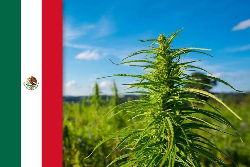 La Suprema Corte de México declara inconstitucional la prohibición del cáñamo industrial