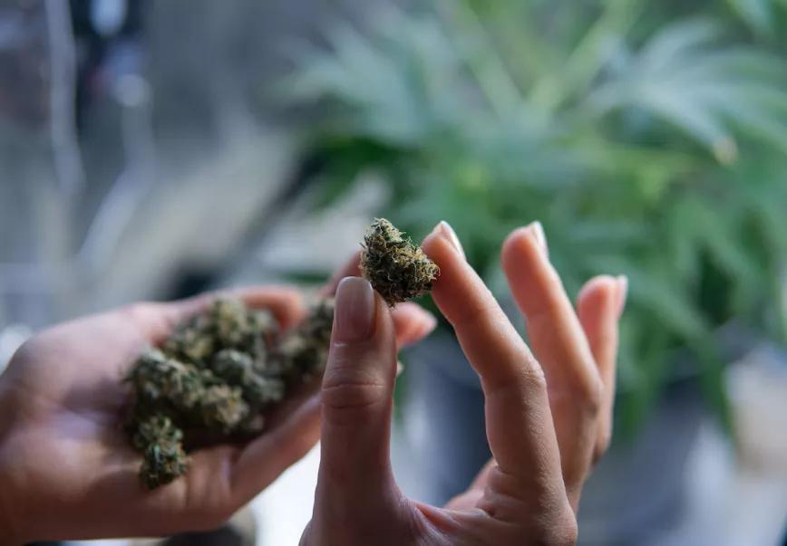 La policía de Mar del Plata (Argentina) no podrá detener a consumidores de drogas por simple posesión