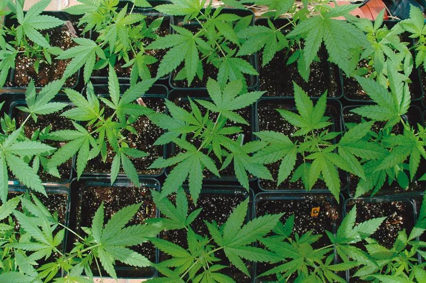 Tierra y macetas: lo que debes saber 