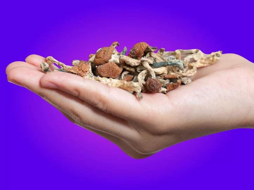 Presentan una iniciativa internacional para acabar con la fiscalización de la psilocibina